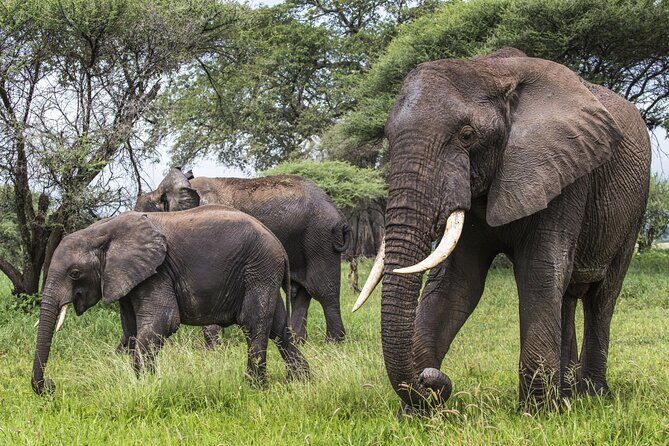 2-Day Sublime Safari to Tarangire and Ngorongoro Safari - FAQs