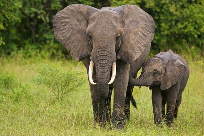 2 Day Tala Game Reserve & Drakensberg Tour From Durban - Who Is This Tour Best Suited For?