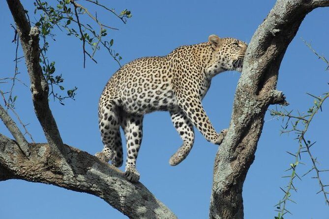 2 Day Tanzania Luxury Safari - Day 1: Into the Heart of Tarangire National Park