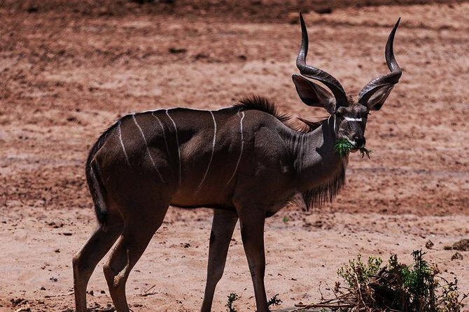 2 Day Tanzania Luxury Safari - What Reviewers Say