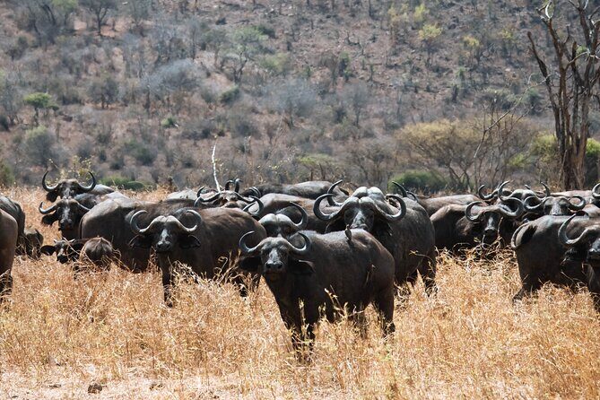2 Day Tanzania Safari in Tarangire and Ngorongoro Crater - The Value of the Tour: How It Stacks Up