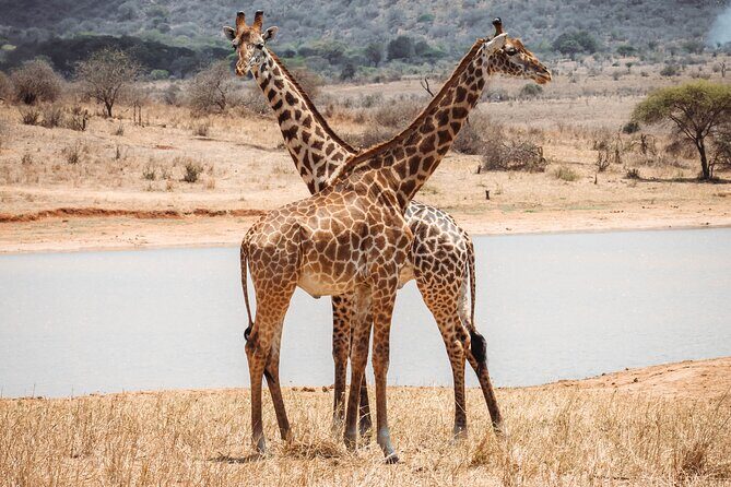 2 Day Tanzania Safari in Tarangire and Ngorongoro Crater - Practical Details: Transportation, Timing, and Group Size