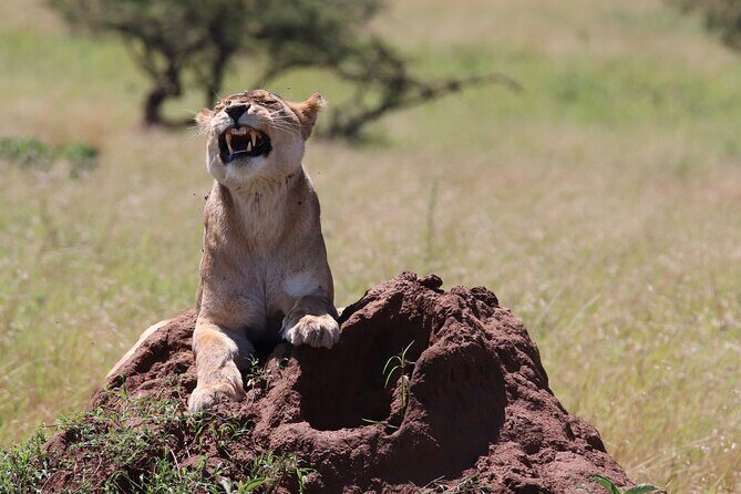 2 Day Tanzania Safari Tarangire and Ngorongoro Crater Adventure - The Experience Breakdown
