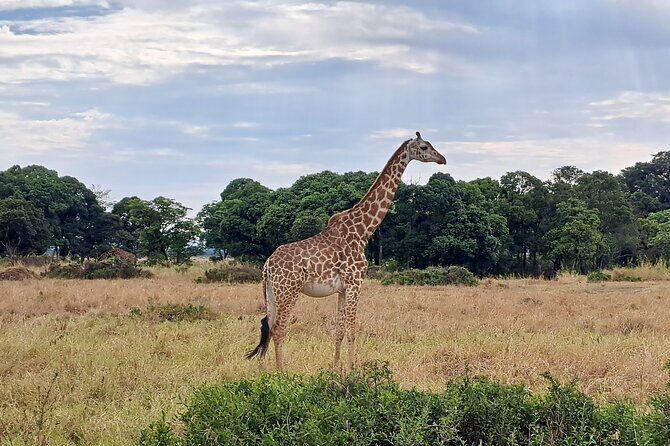 2 Day Tanzania Safari Tarangire and Ngorongoro Crater Adventure - The Sum Up