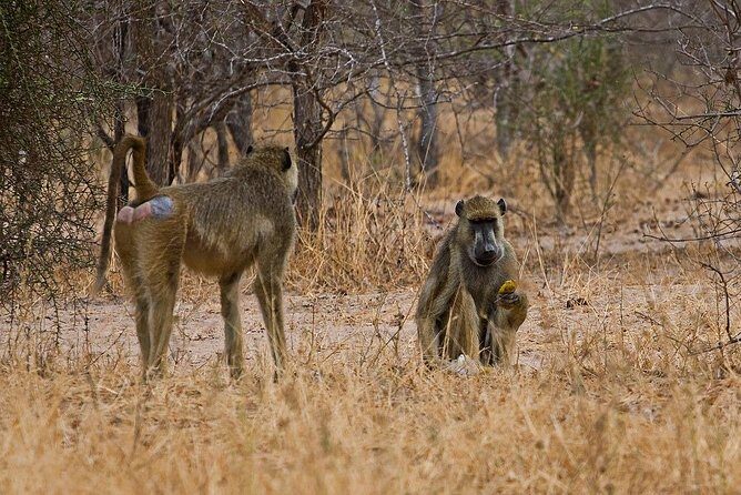 2 Day: Tarangire and Ngorongoro Crater - Introduction to the Tour Experience