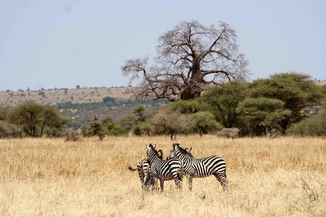 2 Day: Tarangire and Ngorongoro Crater - Practical Details and Transportation