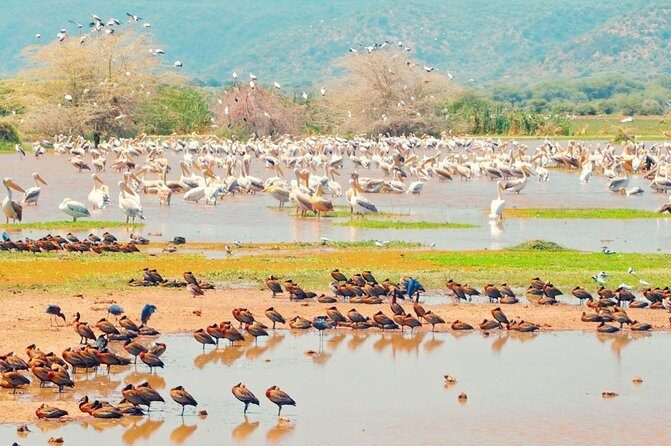 2 Day: Tarangire and Ngorongoro Crater - Final Thoughts: Is This Tour Right for You?
