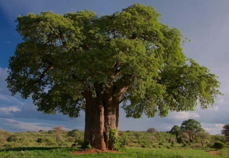 2-Day Tarangire National Park and Ngorongoro Crater Safari - The Itinerary Breakdown: What to Expect