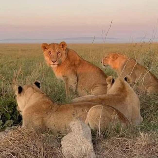 2-Day Tarangire & Ngorongoro Crater Safari from Zanzibar - Key Points