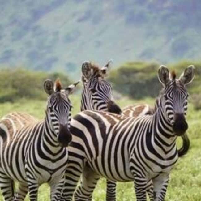 2-Day Tarangire & Ngorongoro Crater Safari from Zanzibar - A Closer Look at the Itinerary and Experience
