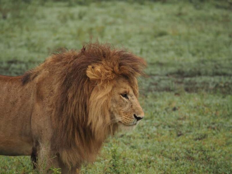 2 DAY TO MIKUMI PARK FROM DAR ES SALAAM BY LUXURY TRAIN - Key Points