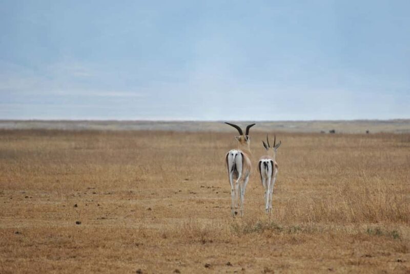 2 DAY TO MIKUMI PARK FROM DAR ES SALAAM BY LUXURY TRAIN - An In-Depth Look at the 2-Day Mikumi Safari