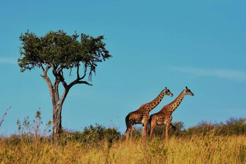 2 DAY TO MIKUMI PARK FROM DAR ES SALAAM BY LUXURY TRAIN - Authentic Insights from Travelers