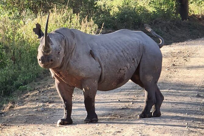 2 Day Tour Hells Gate, Lake Naivasha & Lake Nakuru from Nairobi - What You Can Expect from This 2-Day Kenyan Safari