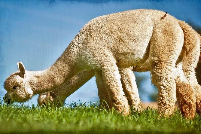 2-day-tour-hike-to-huchuy-cuzco-with-machu-picchu