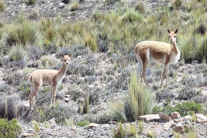 2-day-tour-in-colca-valley