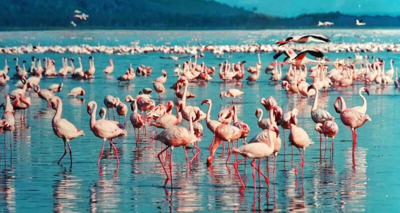 2 Day Tour Lake Nakuru, Hell' s Gate & Lake Naivasha - What’s Included and What to Consider