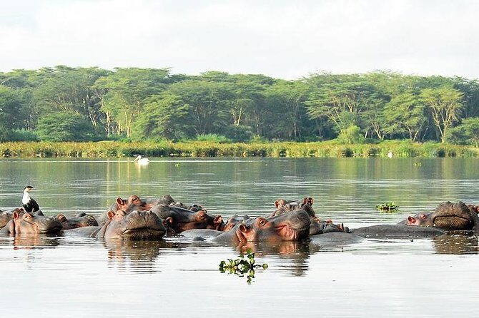 2 Day Tour Lake Nakuru, Hell' s Gate & Lake Naivasha From Nairobi - Who Should Consider This Tour?