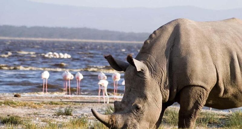 2 Day Tour Lake Nakuru, Hell' s Gate & Lake Naivasha Safari - Key Points