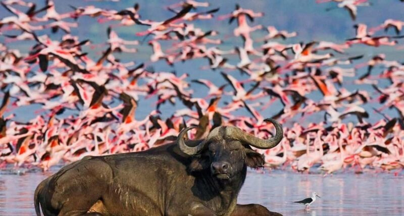 2 Day Tour Lake Nakuru, Hell' s Gate & Lake Naivasha - Key Points  