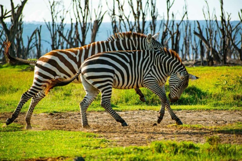 2 Day Tour Lake Nakuru, Hell' s Gate & Lake Naivasha - Authentic Experiences and Insider Tips