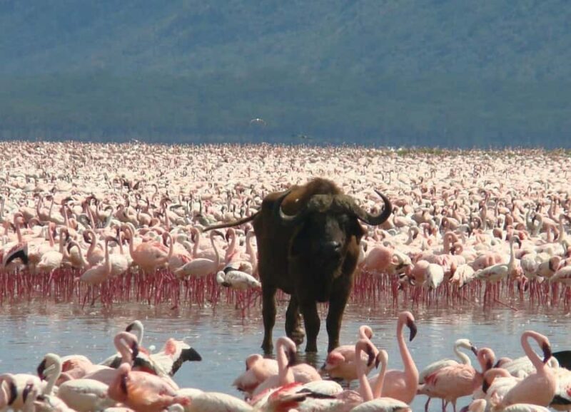 2 Day Tour Lake Nakuru, Hell' s Gate & Lake Naivasha - Who Should Book This Tour?