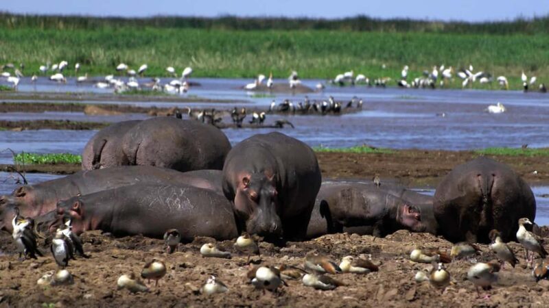 2 Day Tour Lake Nakuru, Hell' s Gate & Lake Naivasha - FAQ