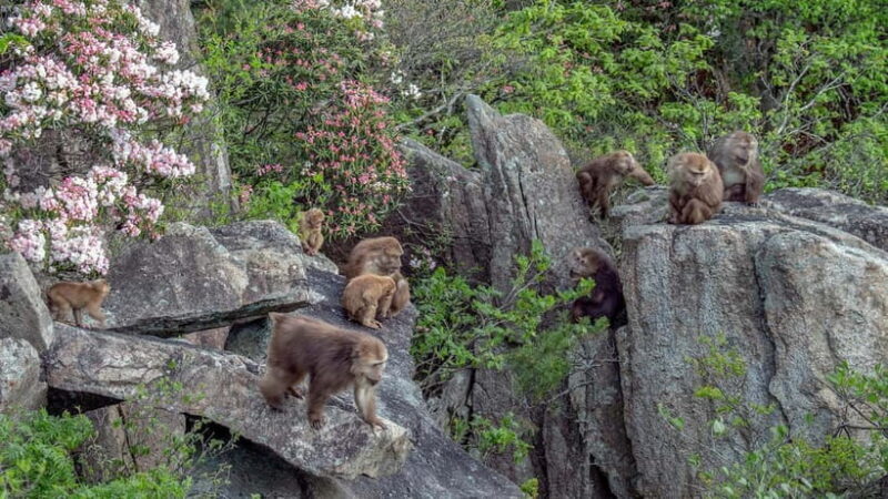 2-Day Tour of Mt. Huangshan and Hongcun - Practical Tips for Travelers