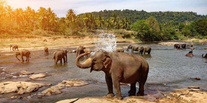2-day-tour-pinnawala-sigiriya-from-kandy