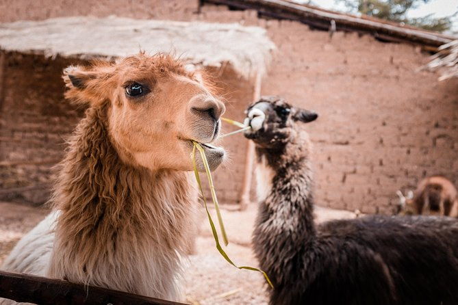 2-day-tour-sacred-valley-and-machu-picchu-by-train