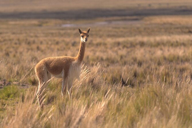 2-day-tours-from-el-calafate-torres-del-paine-perito-moreno