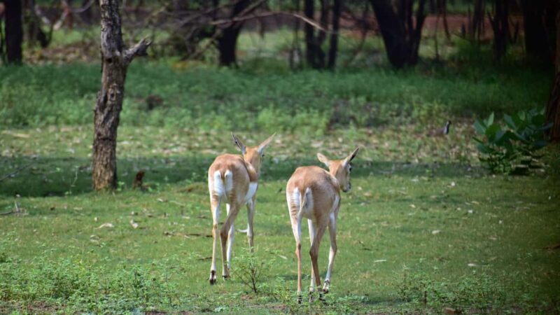 2-Day Trip to Mikumi from Zanzibar Latest Itinerary - Key Points