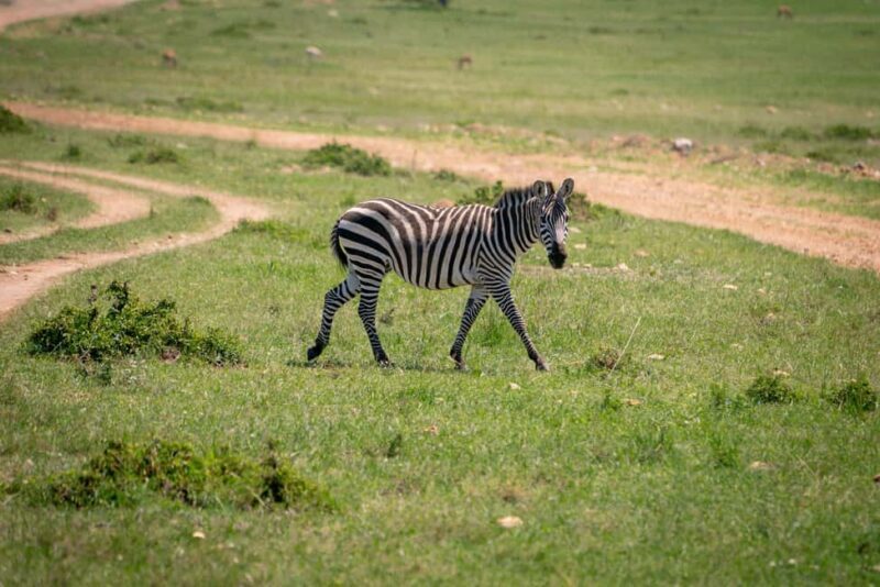 2-Day Trip to Mikumi from Zanzibar Latest Itinerary - An Overview of the Tour