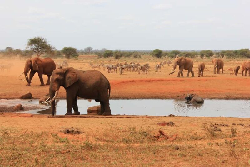 2-Day Tsavo East National Park Safari - Frequently Asked Questions