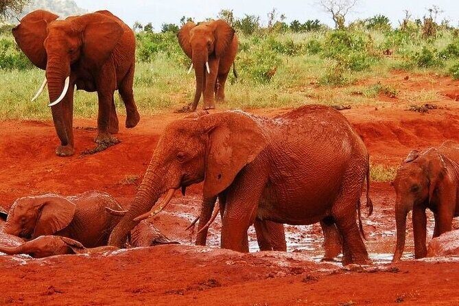 2-Day Tsavo East Private Tour - Getting to Know the Tsavo East Safari Experience