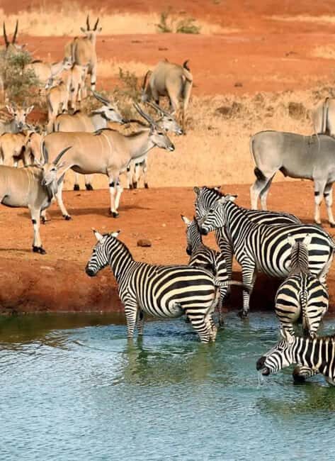 2-day Tsavo East safari with accommodation from Mombasa: - Key Points
