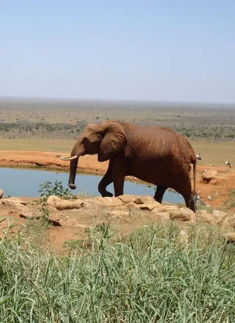 2-day Tsavo East safari with accommodation from Mombasa: - What You Can Expect from This Tour