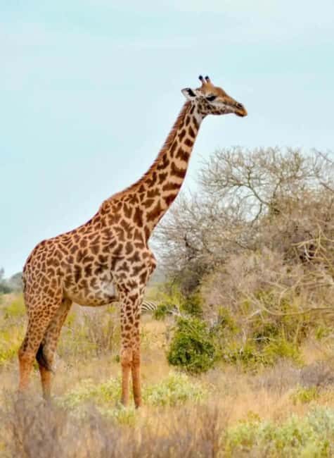2-day Tsavo East safari with accommodation from Mombasa: - Practical Tips for a Smooth Trip