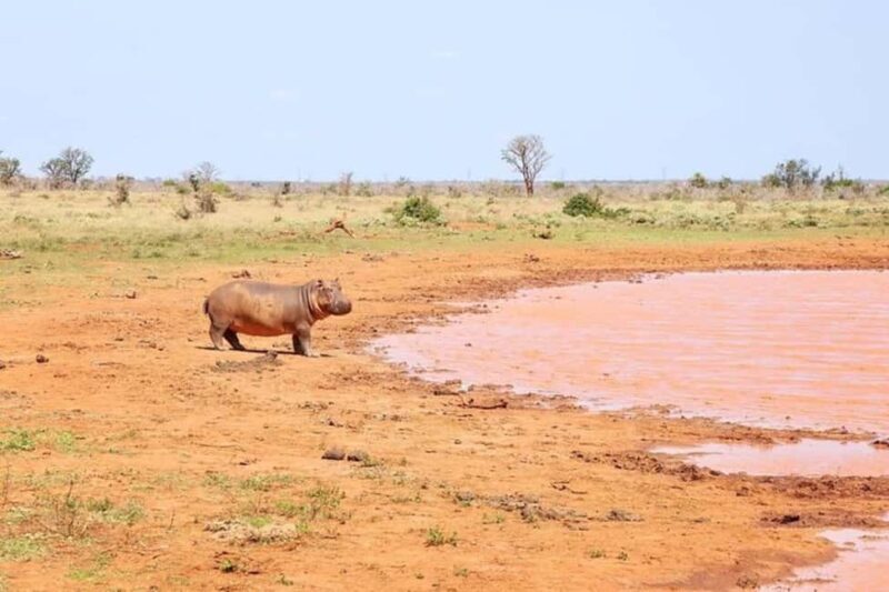 2-day Tsavo East safari with accommodation from Mombasa: - Is This Safari Right for You?