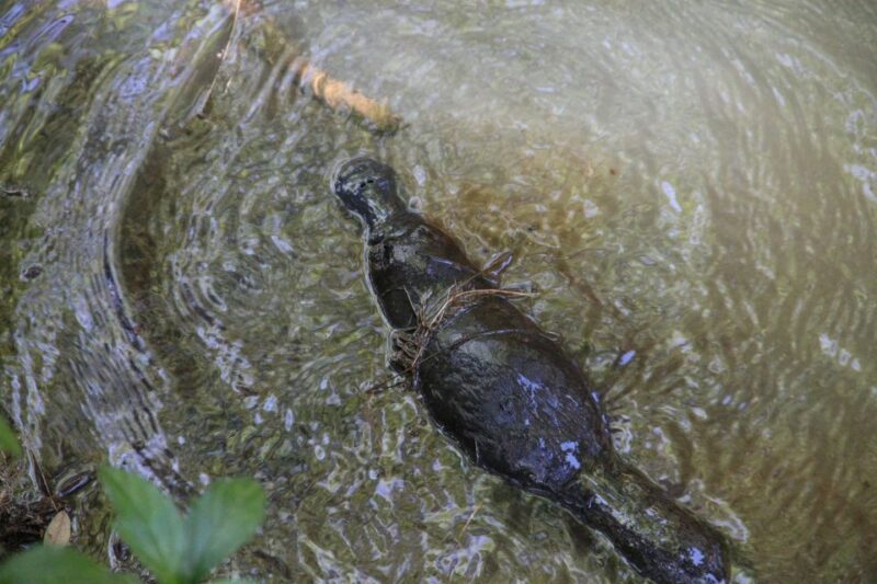 2-Day Waterfall and Daintree Tour - FAQ