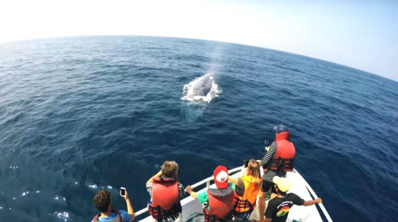 2-day-whale-watching-southern-sri-lanka-tour