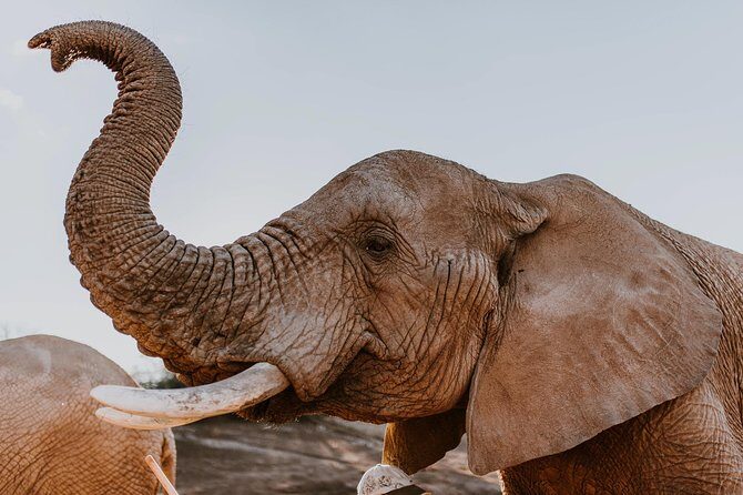 2 Day Wild Heart Western Cape Safari Tour with Private Transfers - Key Points