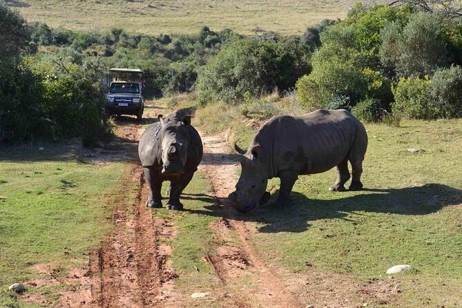 2 Day Wild Heart Western Cape Safari Tour with Private Transfers - Day 2: From the Bush to the Wine Route