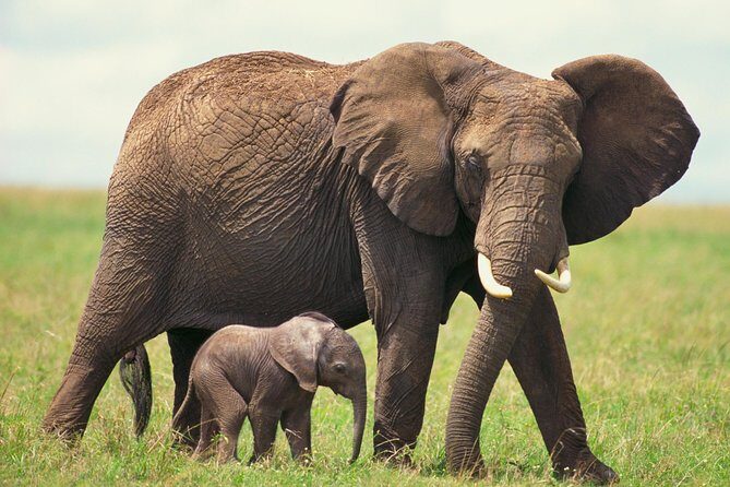 2 Day Wild Heart Western Cape Safari Tour with Private Transfers - What Makes This Tour Stand Out?