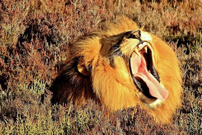 2 Day Wild Heart Western Cape Safari Tour with Private Transfers - FAQ