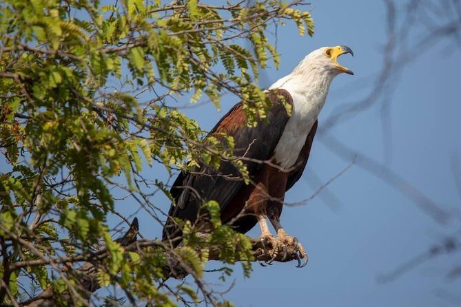 2 Day Wildlife Experience and Masai Culture Mikumi Park - Key Points  