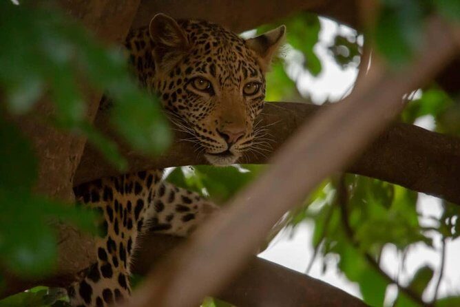 2 Day Wildlife Experience and Masai Culture Mikumi Park - Logistical Details and Travel Comfort  