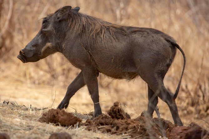 2 Day Wildlife Experience and Masai Culture Mikumi Park - Who Should Consider This Tour?  