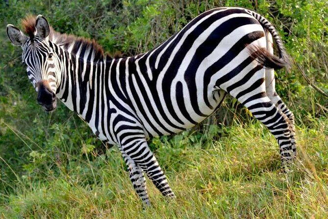 2-Day Wildlife Safari in Lake Mburo National Park - An Overview of the 2-Day Lake Mburo Safari