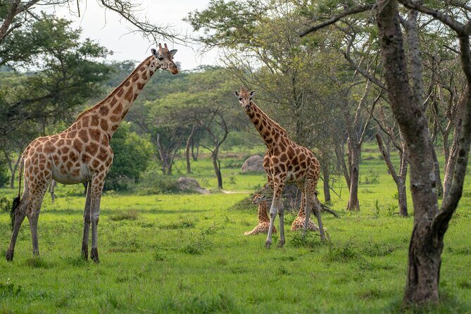 2-Day Wildlife Safari in Lake Mburo National Park - Day 2: Wildlife Encounters and Cultural Highlights